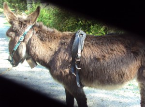 Sellette pour âne à partir de 1m20.